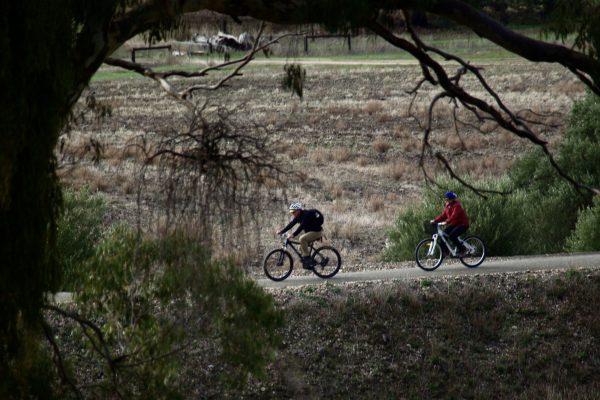 Image of cyclists riding the Riesling the trail, the photo is framed by an arch of tall gums in shadow, in the background winter vineyards